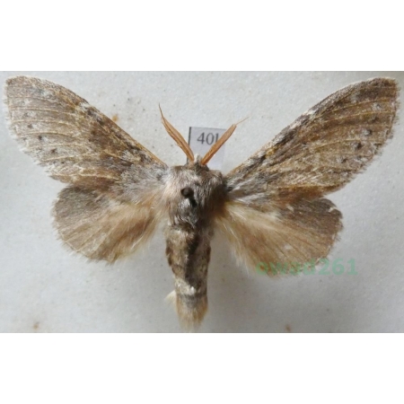 Stauropus fagi (Linnaeus, 1758) male Potwora buczynówka Czech40l